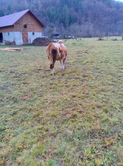 Vând vitea de un an și o luna