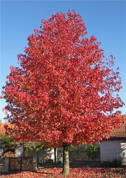 Liquidambar arbore de ambra