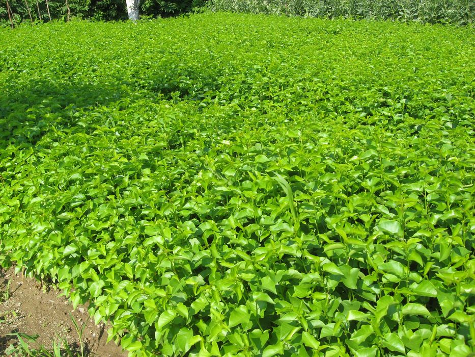 Продавам подложки джанка и махалебка.