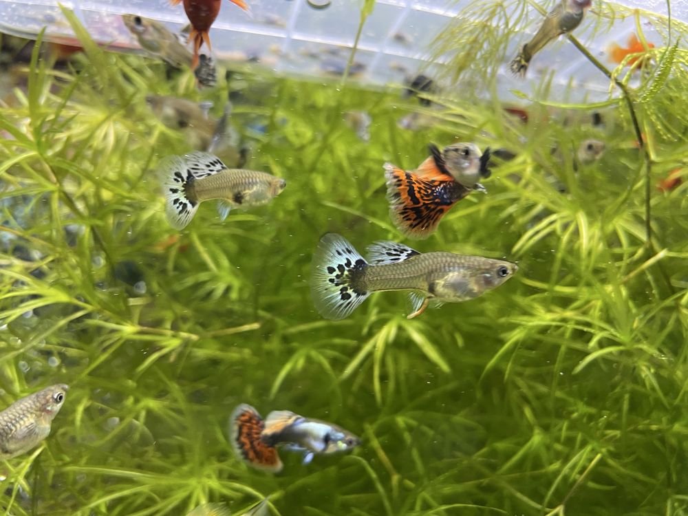 Guppy Dumbo mosaic platinium