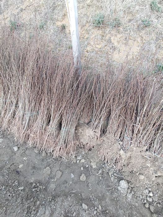 Puieti De calitate superioara cu dezvoltare dubla