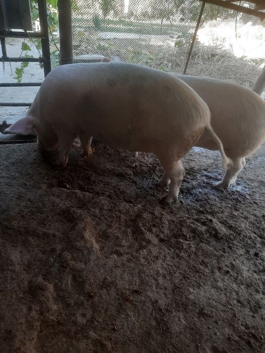 Поросята мяса оптом 10 месяцев , вес 80/90кг