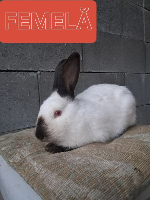 Vând iepuri californian