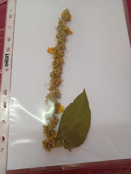 Хербарии (за  ученици и студенти)