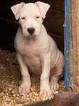 Dog argentinian /