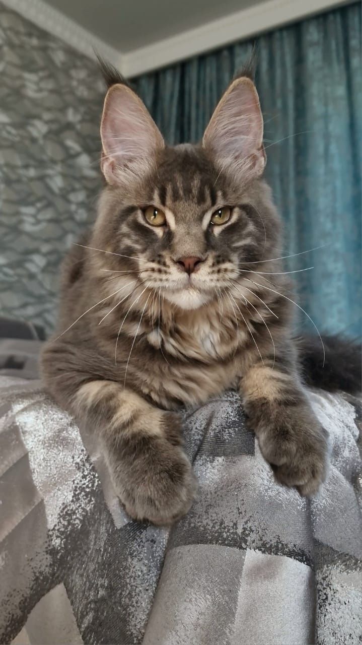 Котёнок Мейн-Кун