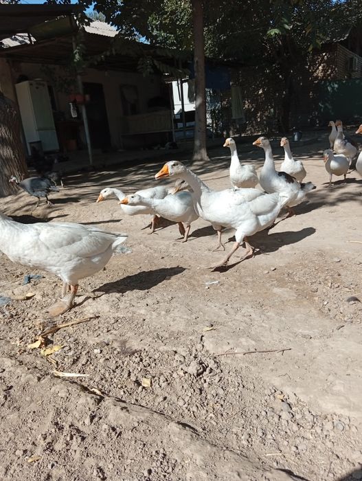 Парандалар сотилади г'озлар 1 йилик и 6 ойлик 35 дона