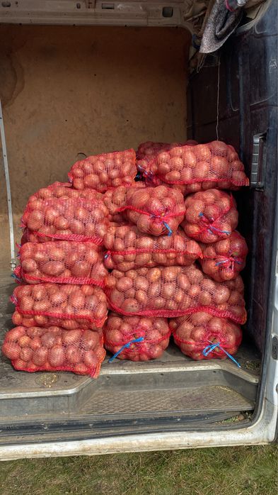 Vand Cartofi rosii si albi !