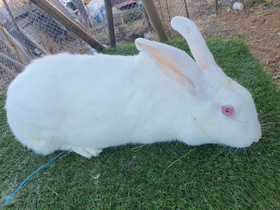 Iepurita hycole francez