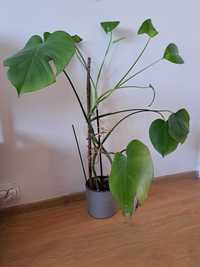 Vand Monstera 60 cm