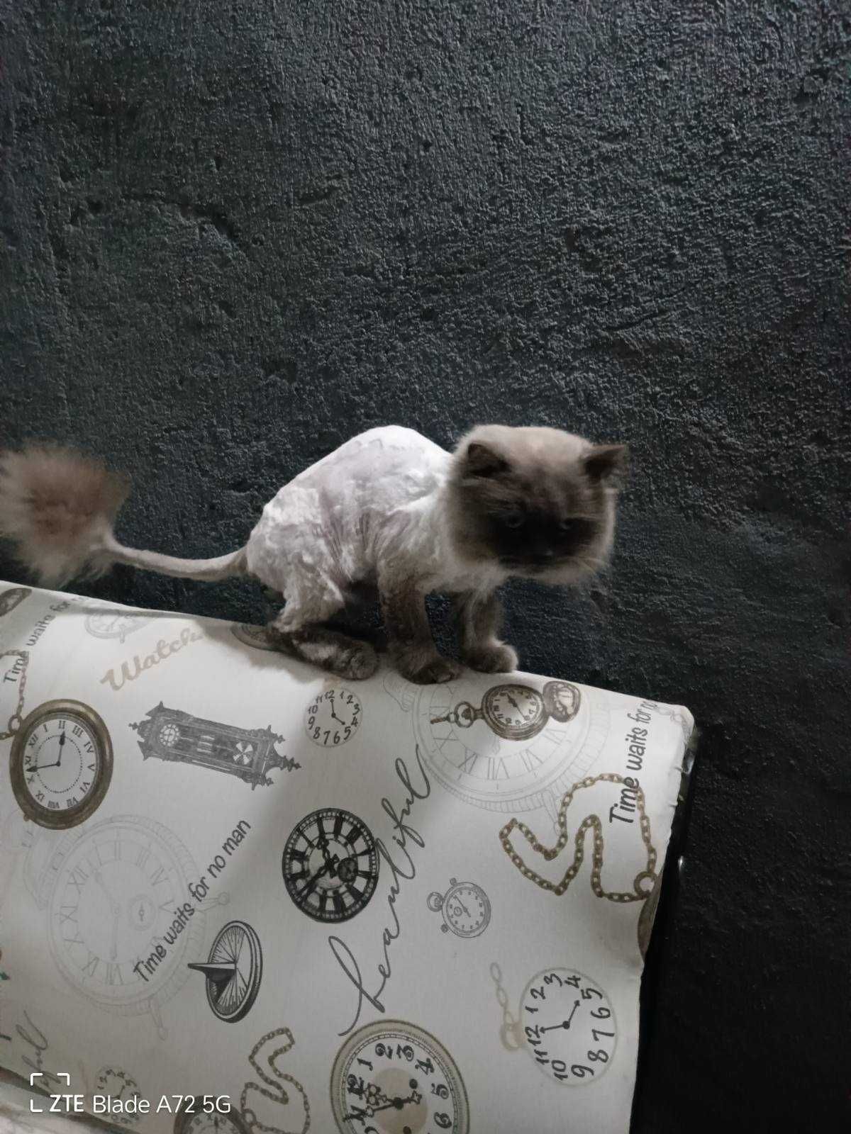 Мъжко коте порода Рагдол.