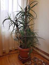 Planta Aloe arborescens