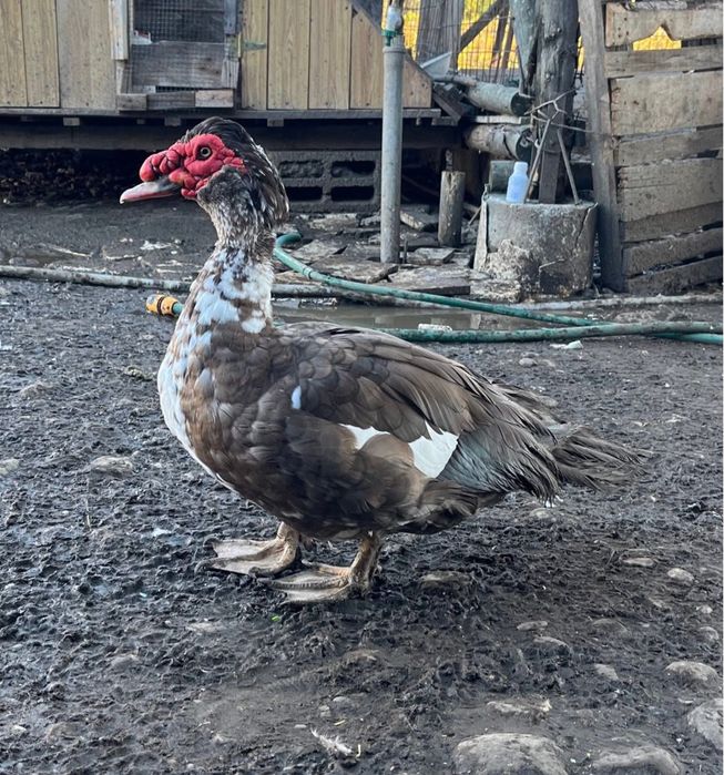 De vânzare Rățoi Leșești