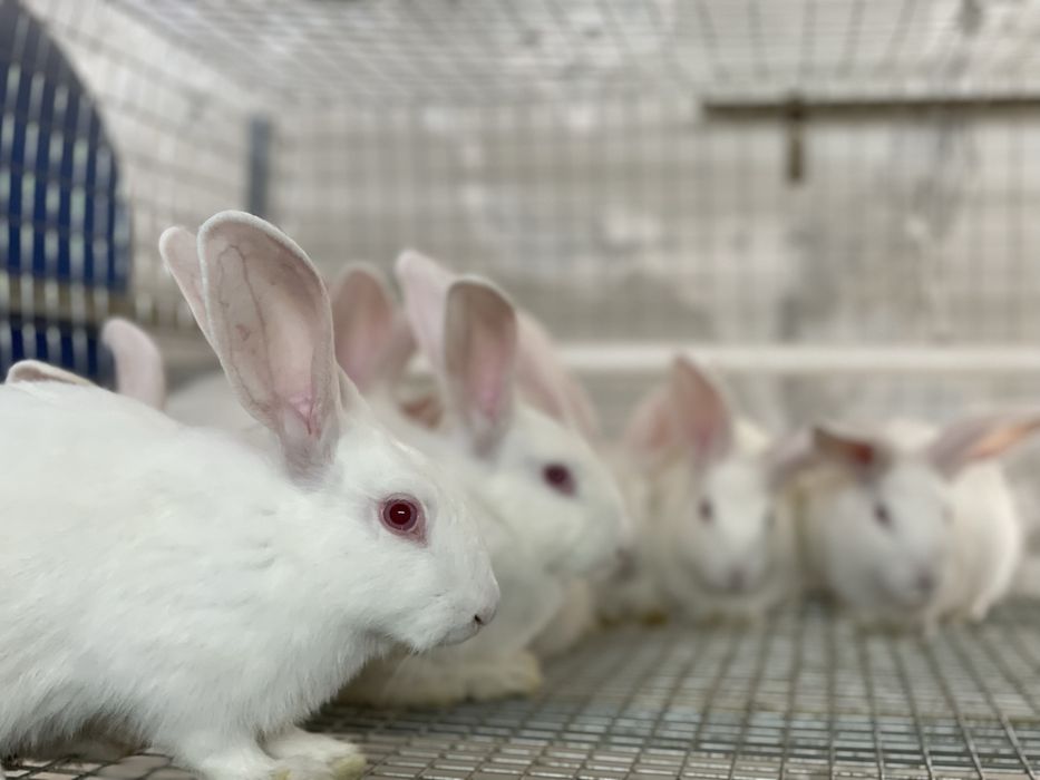 хиколь кролики (HIKOL)