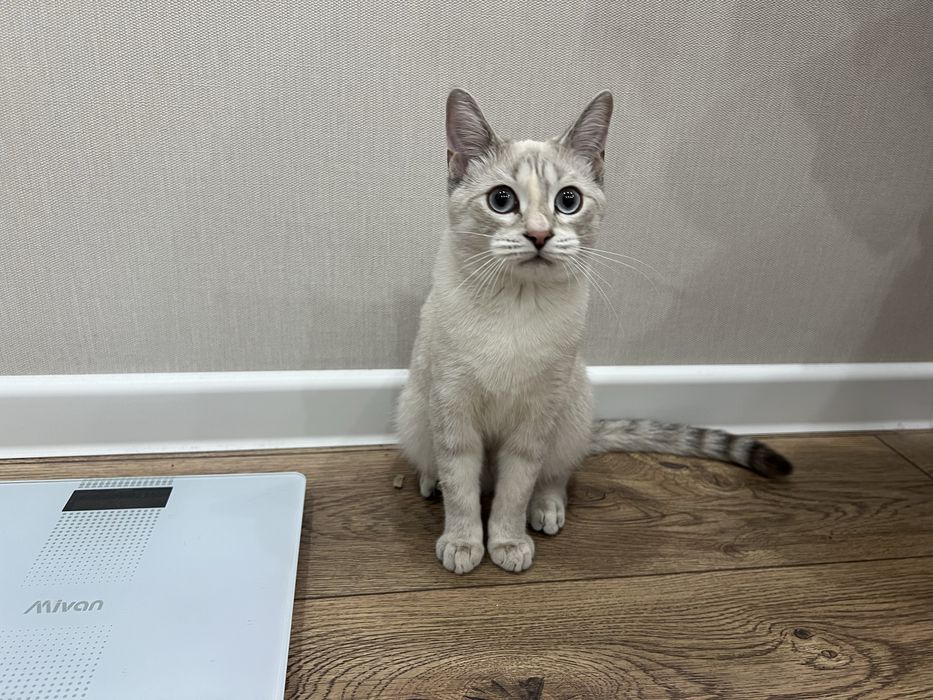 Отдам кошку в хорошие и добрые руки