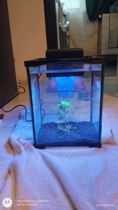 Acvariu pești-plante ,nou, mini ,superb de dragut (daca pot spune așa)