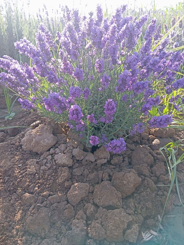 Lavanda optom narxda 30 mingdan boshlanadi