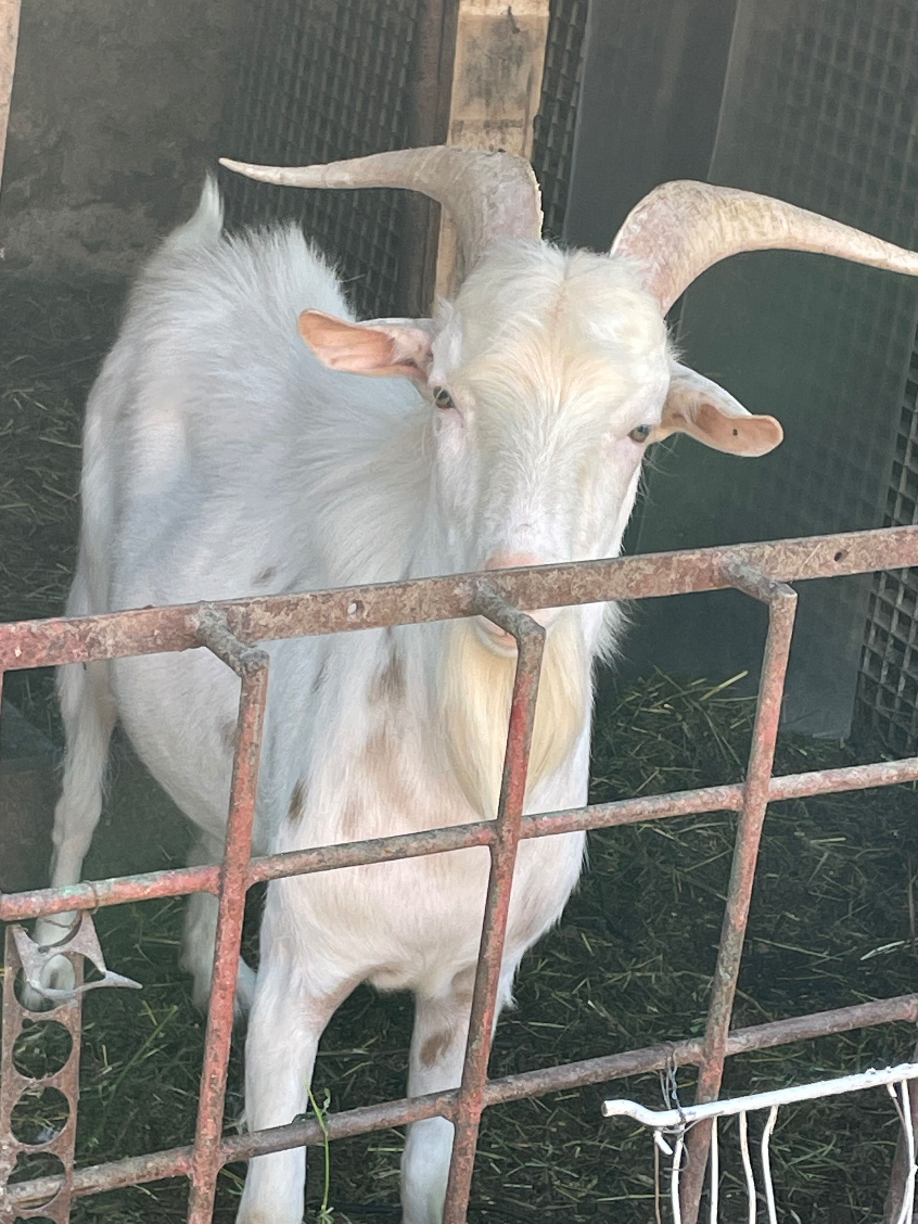 Capre de vanzare