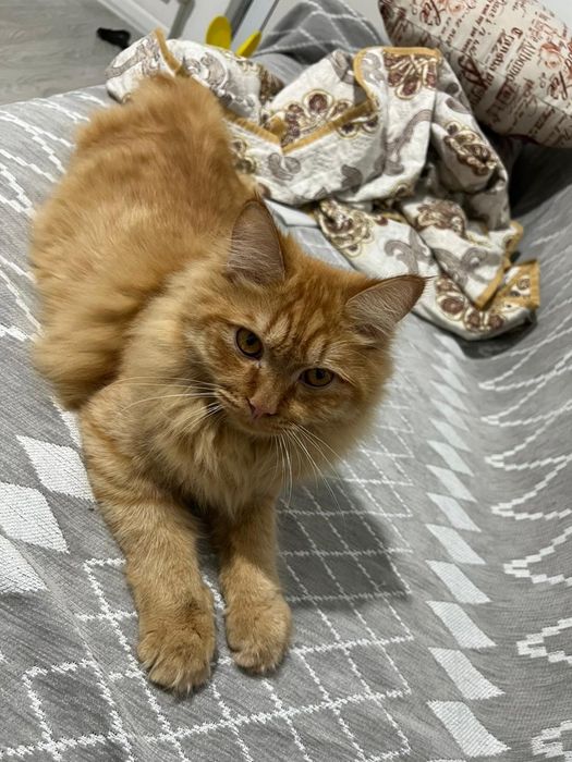 Отдам в добрые руки котика