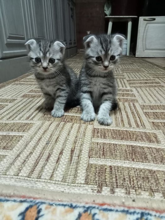 Отдам даром в добрые руки