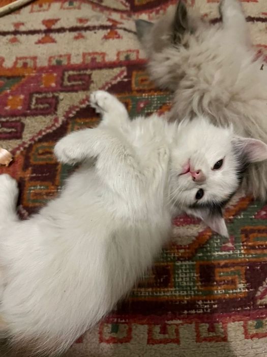 Отдам котенка бесплатно