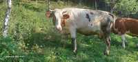 Vaca Baltata Romaneasca gestanta în 6 luni