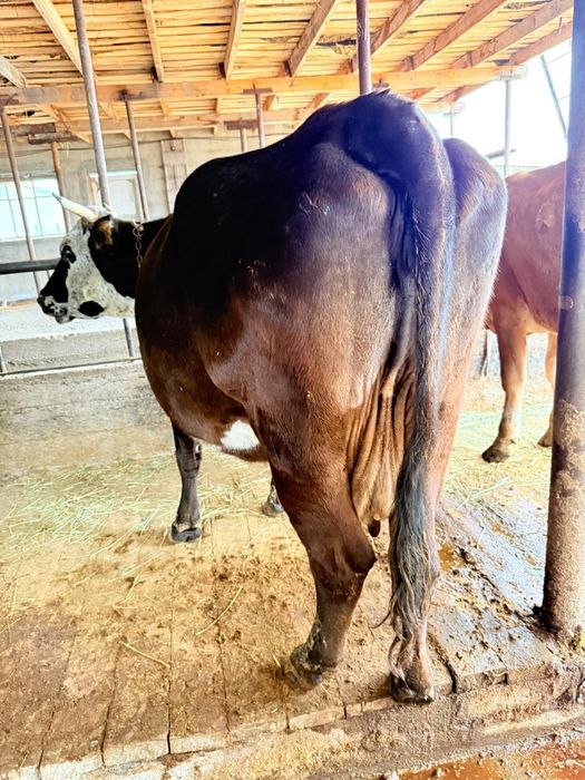 Продам стельных дойных коров.