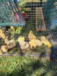 Boboci de Gâsca 2 săptămâni.Prețul ușor negociabil