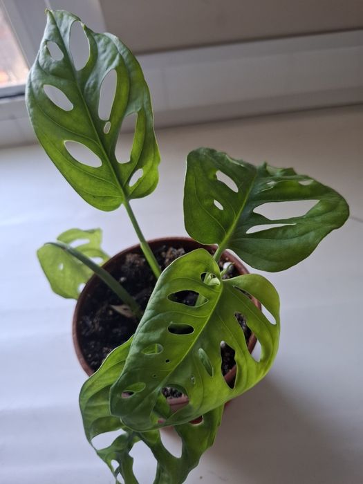 Продам цветок монстера манки