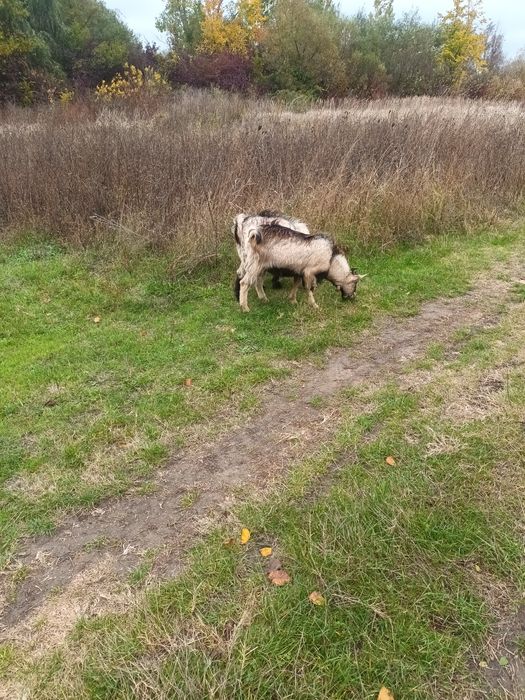 De vânzare tapi tineri