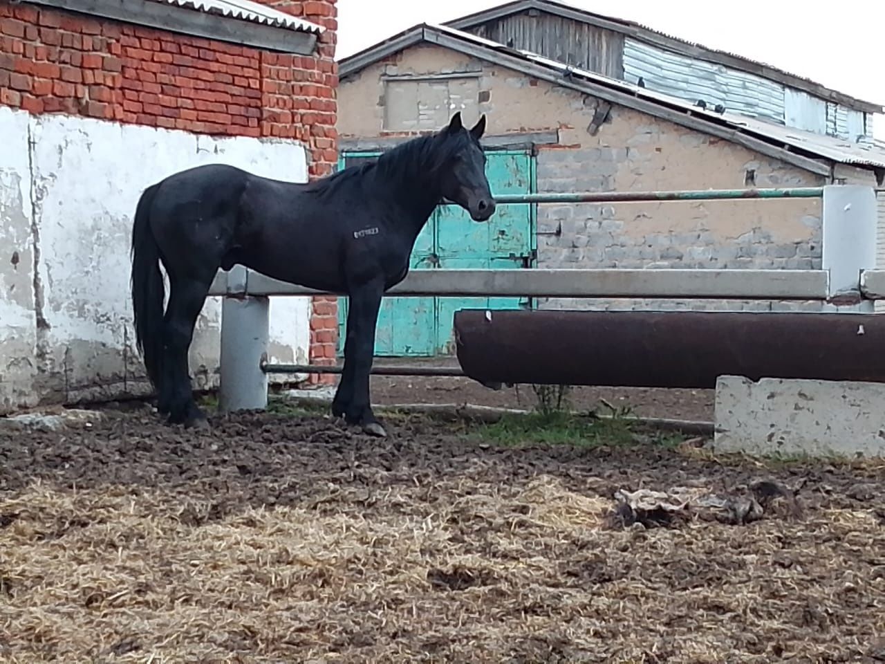 Продается жеребца