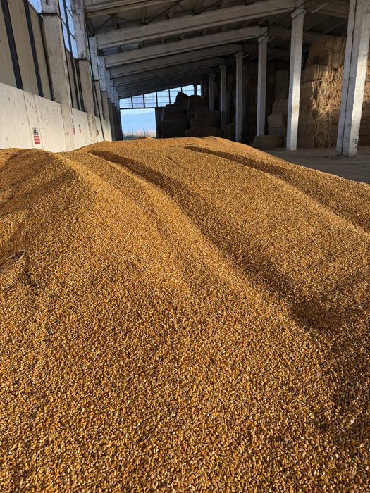 De vanzare porumb boabe