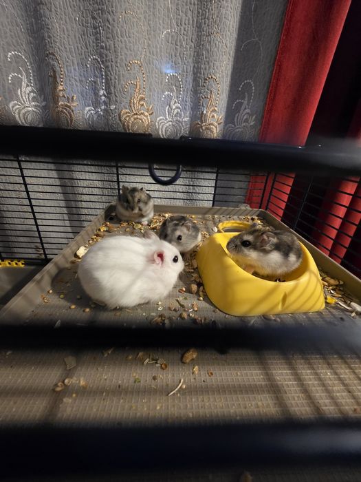 Vand 4pui de hamster pitic cu mamalor+Cusca