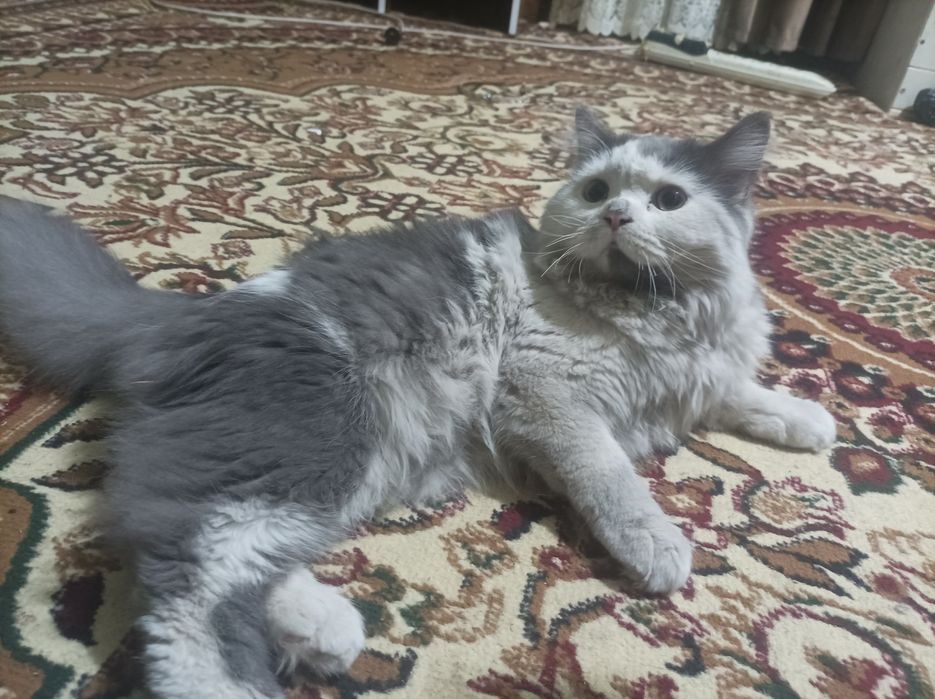 Zotdor mushuk Skottish strayt yoki britaniya uzunyunlihi