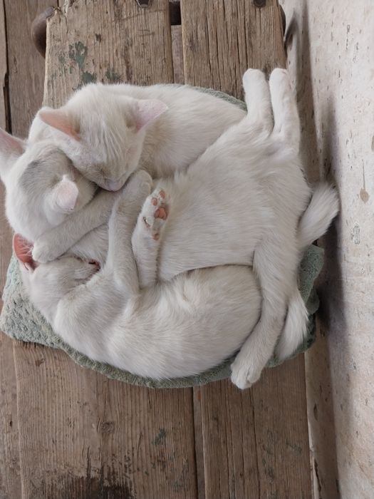Котята белого цвета.