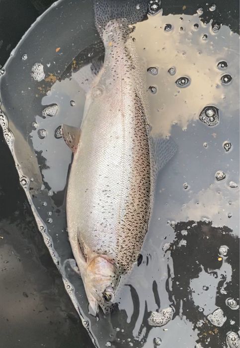 Живая форель для зарыблений