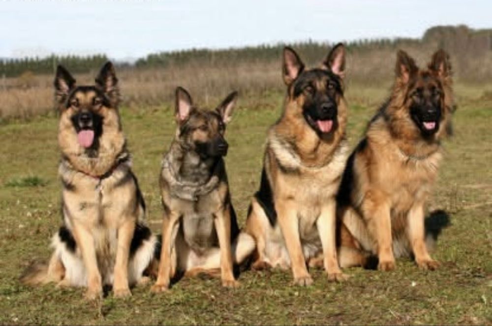 Dresaj canin disciplina