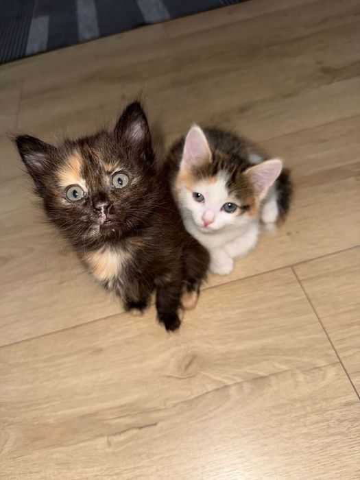 Котята 1,5 месяца ищут заботливый дом