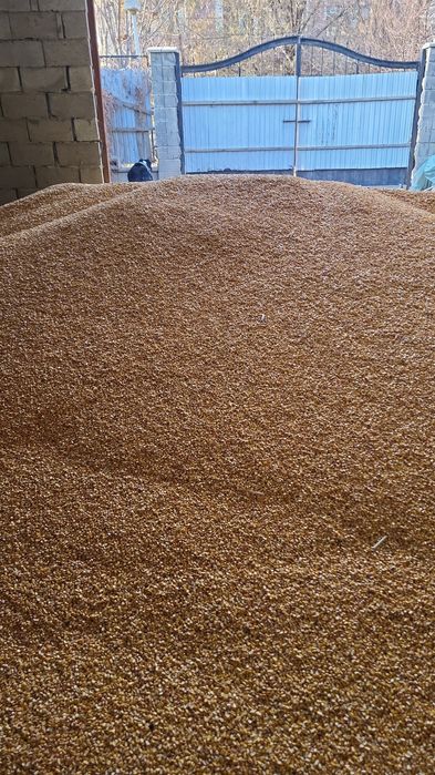 Ккукуруза сухая. Оптом и в розницу