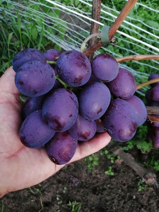 Vita de vie anul 3 struguri mari de masa
