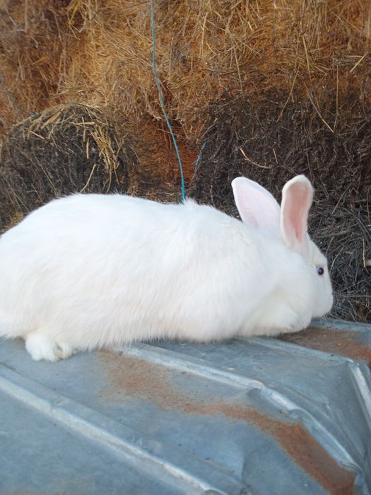 Femelă iepure Fluture German Janet pe alb– 1 an, 4 kg – sănătoasă