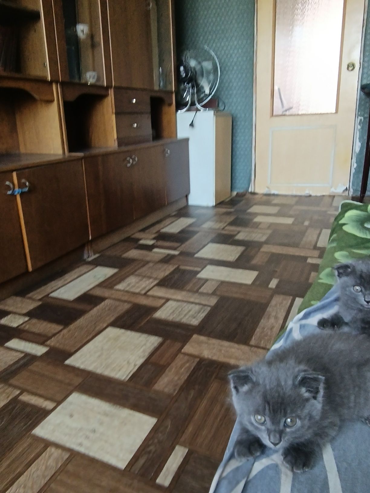 Продаются котята,не дорого .Две девочки