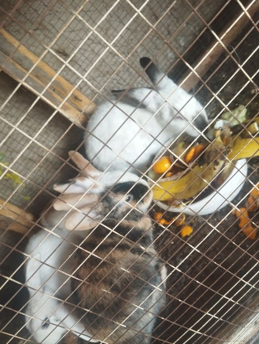 Quyonlar sotiladi koʻpi erkak 150 dan kelishamiz 5ta xar xil rang