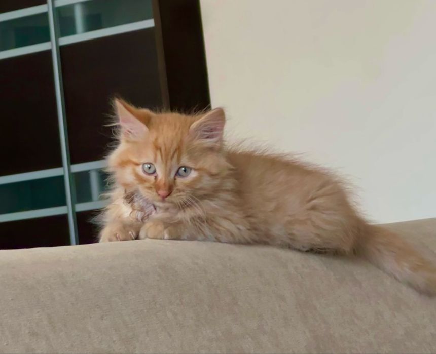 отдам котенка, мальчик