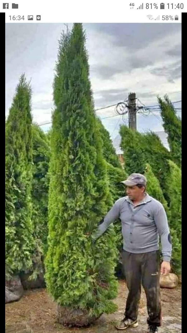 Vând o gamă largă de plante ornamentale