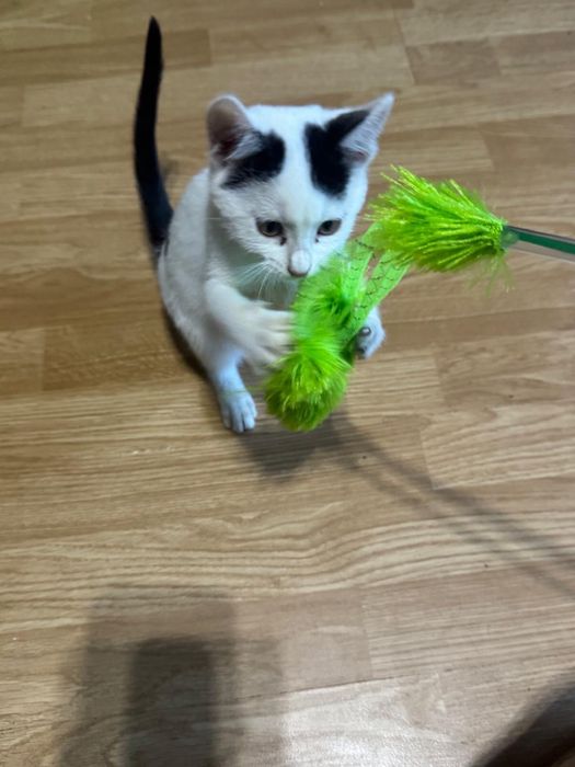 Motanei spre adoptie