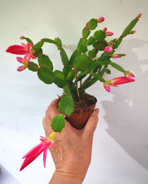 Сортовая шлюмбергера (декабрист) Thor Kiri