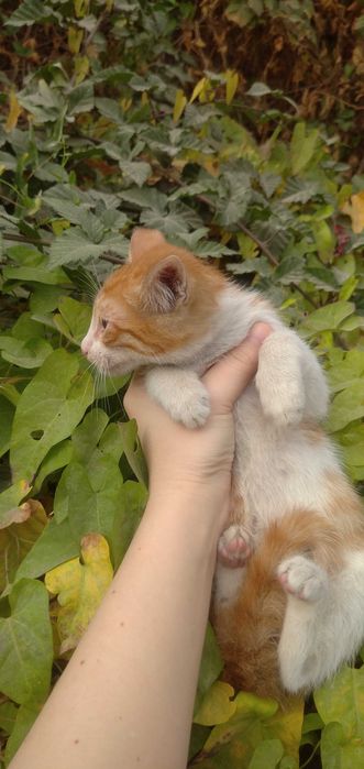 Отдам рыже-белого котёнка в добрые руки — мальчик, ласковый и игривый
