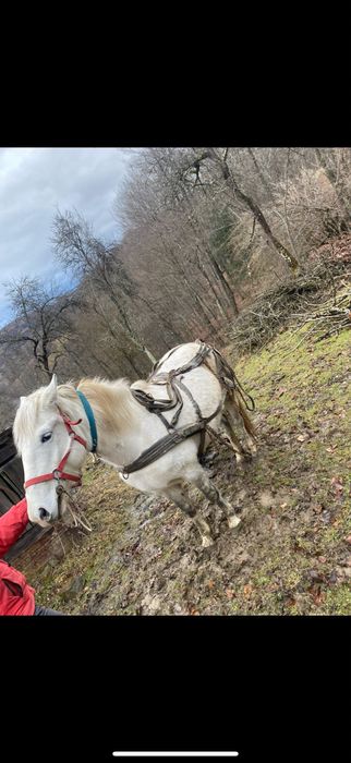 Vând Iapă de 6 ani foarte blândă și cuminte