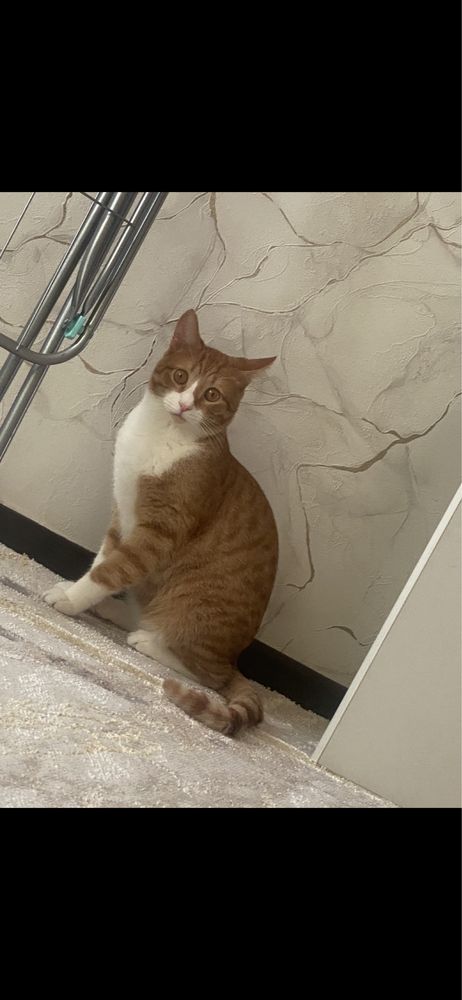 Кот прямоухо для вязка
